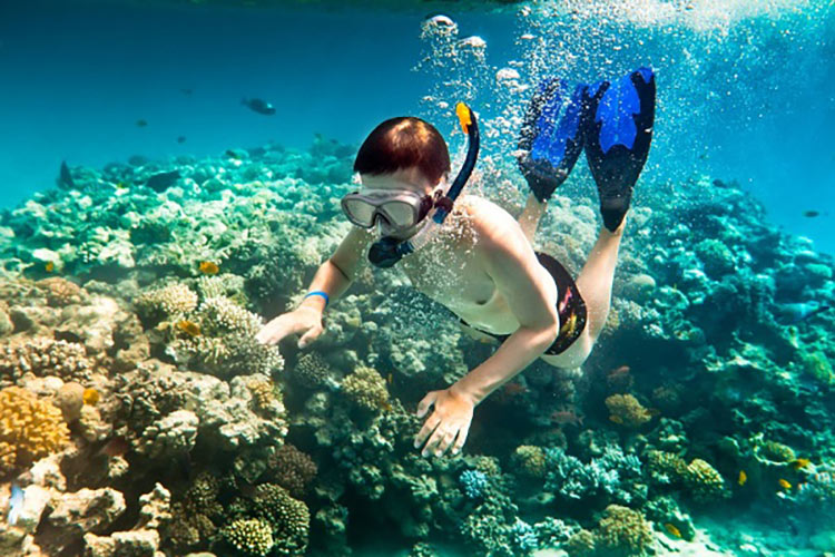Thiên đường lặn ngắm san hô tại đảo lý sơn