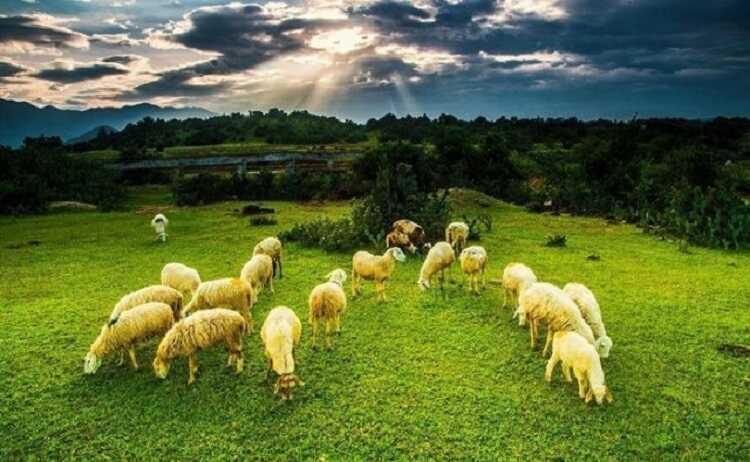 Đồng cừu An Hòa Ninh Thuận là một trang trại nổi tiếng có rất nhiều cừu, và chụp hình đẹp