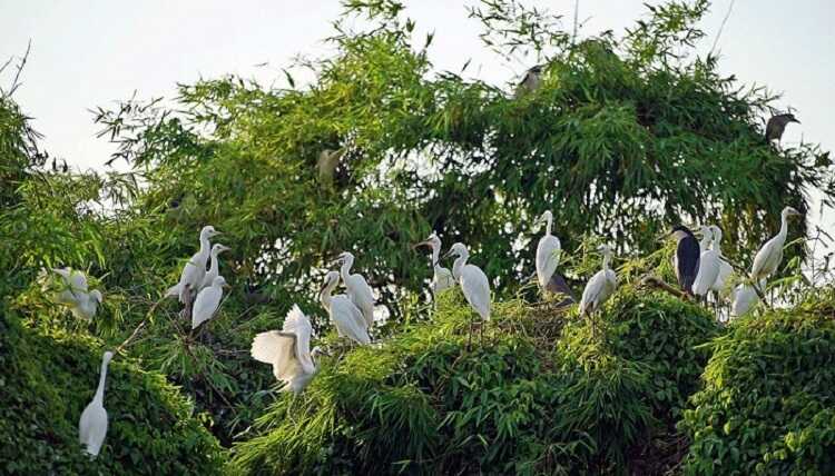 Đảo Cò Chi Lăng Nam được du khách đặt cho cái biệt danh là “viên ngọc quý” của vùng đất Thanh Miện
