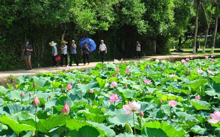 Làng sen quê Bác, khu di tích lịch sử hấp dẫn du khách khi đến Nghệ An