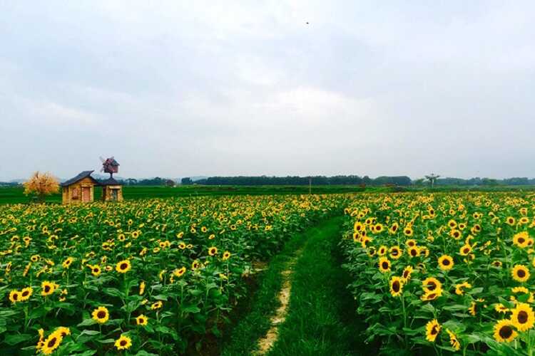 Cánh đồng hoa hướng dương ở Bắc Giang có đẹp như lời đồn không?