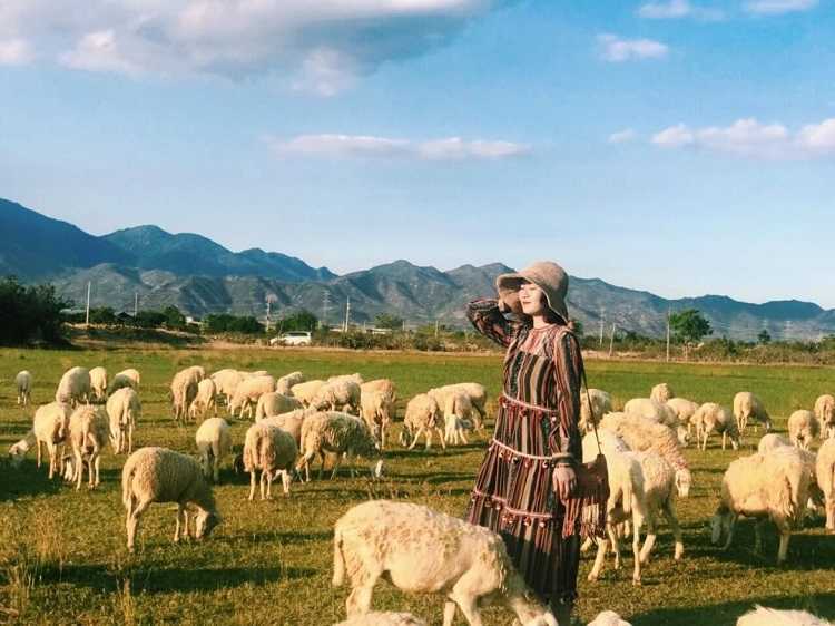 Đồng cừu An Hòa nằm cách Phan Rang khoảng 16km theo hướng Tây Bắc hướng về Nha Trang