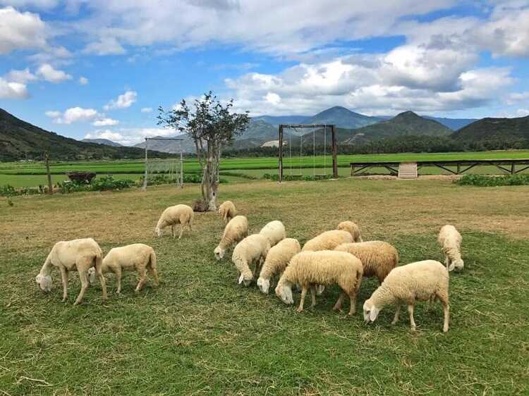 Check in sống ảo theo phong cách châu âu tại đồng Cừu Suối Tiên Cam Ranh